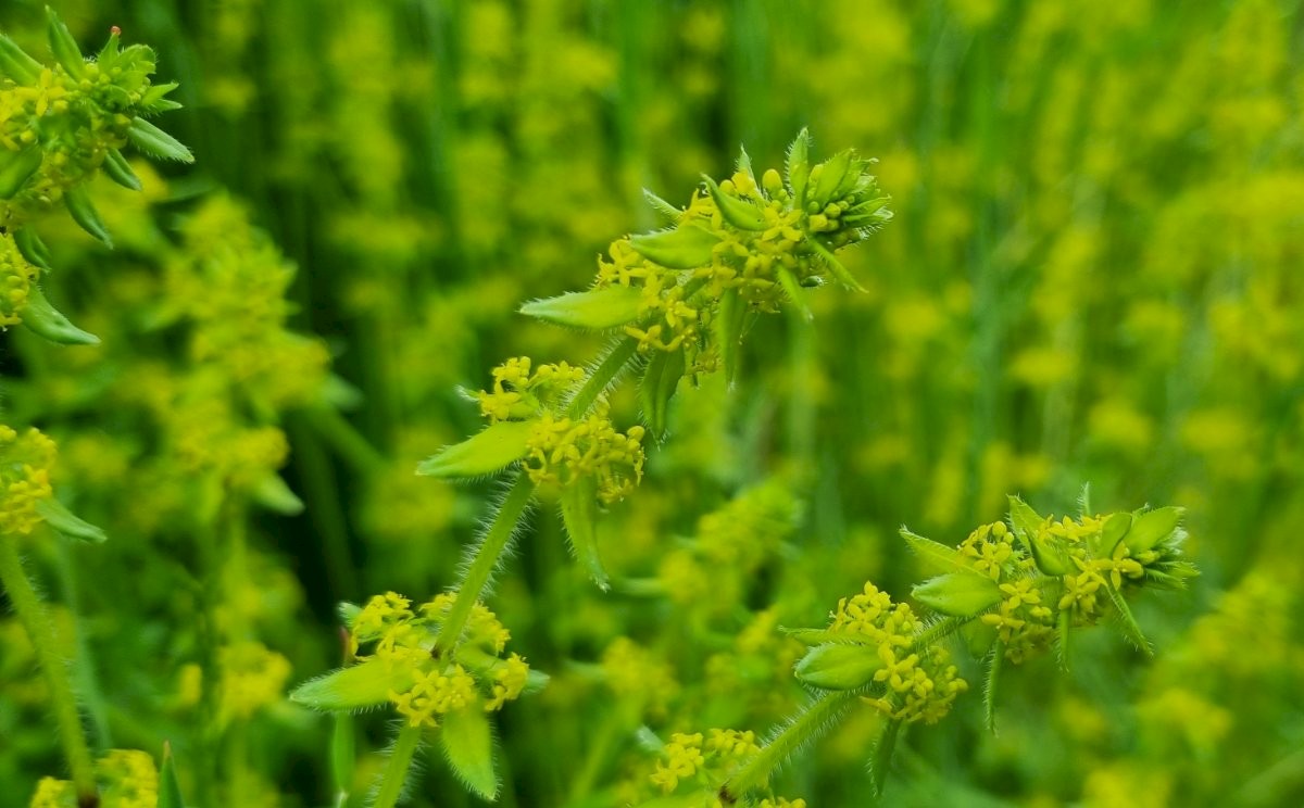 CROSSWORT  Cruciata laevipes