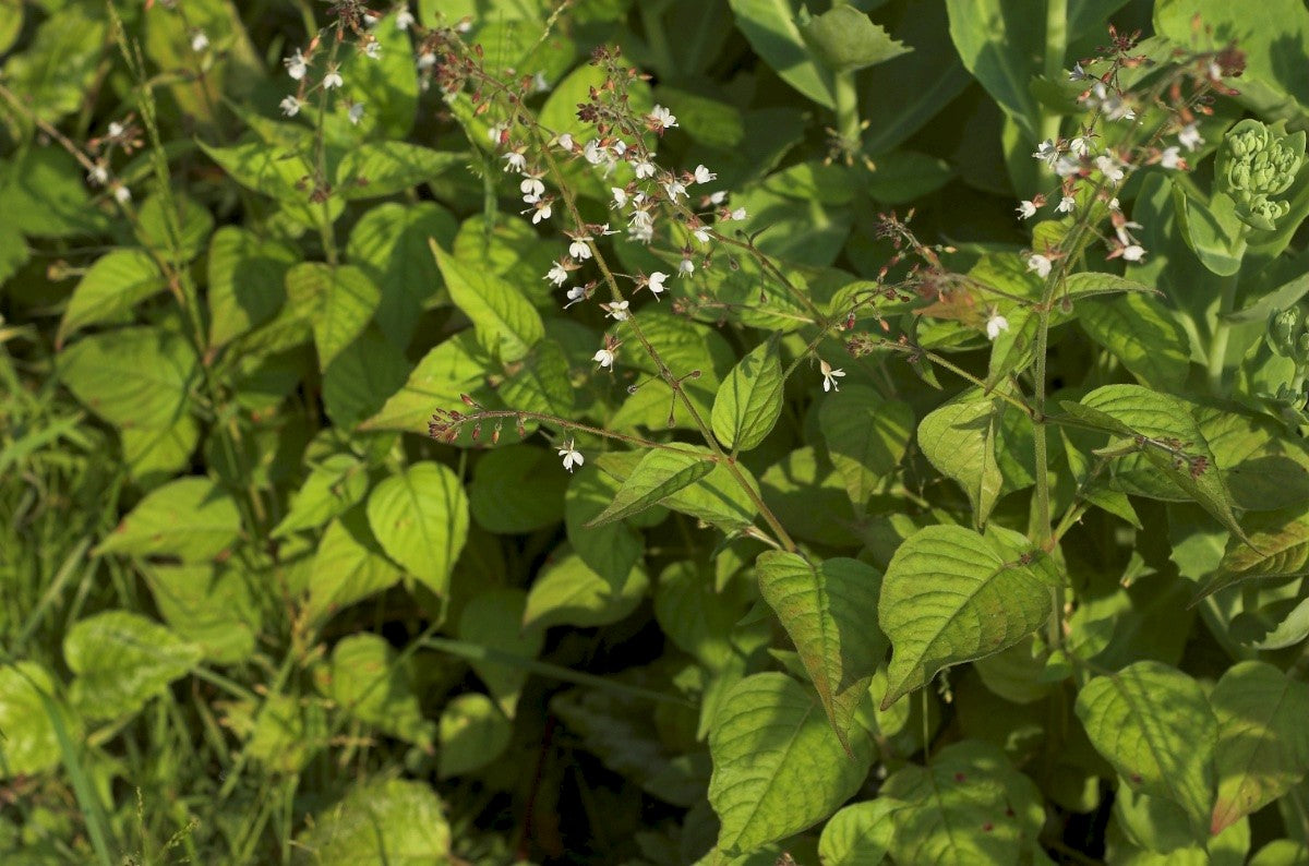 Enchanter's Nightshade  Circaea lutetiana
