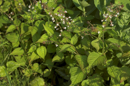 Enchanter's Nightshade  Circaea lutetiana