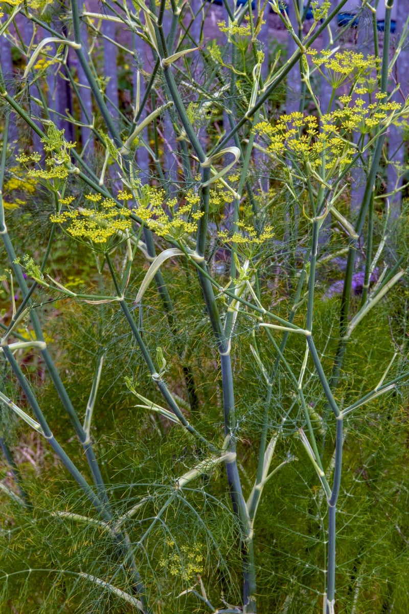 FENNEL Foeniculum vulgare