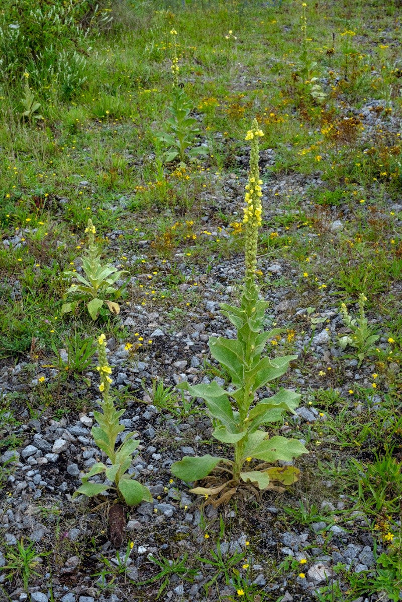 GREAT MULLEIN  Verbascum thapsus