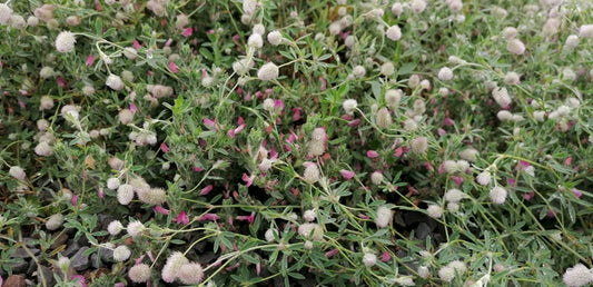 HARE'S-FOOT CLOVER Trifolium arvense