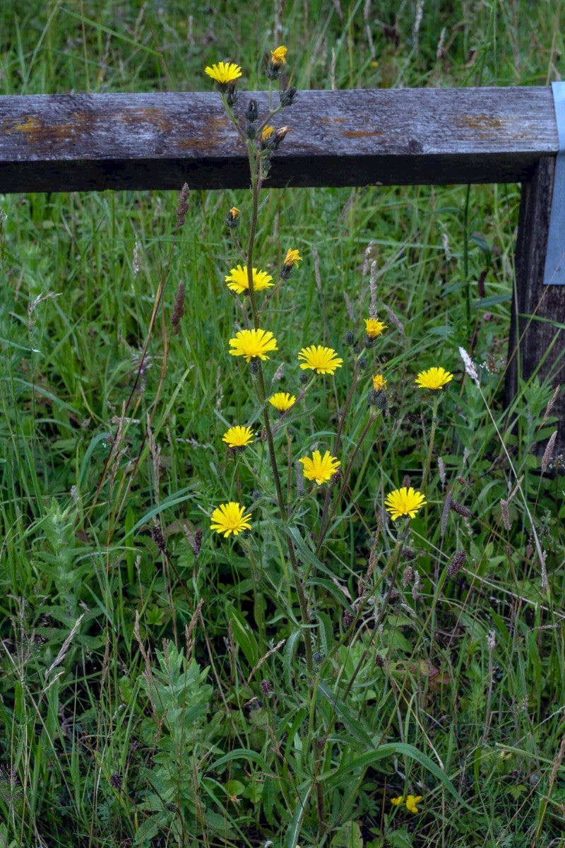 HAWKWEED OXTONGUE Picris hieracioides