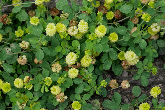 HOP TREFOIL  Trifolium campestre