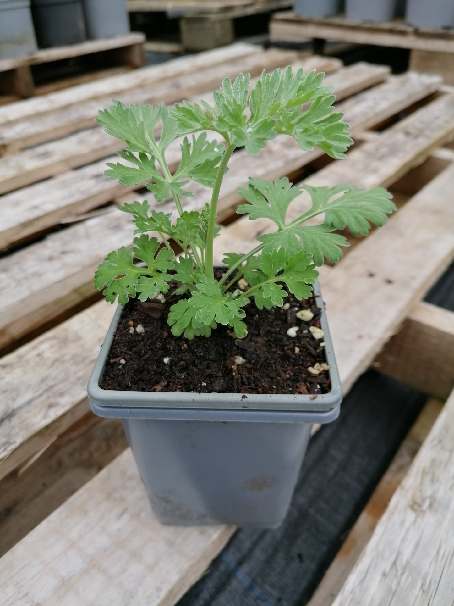 WORMWOOD Artemesia absinthium