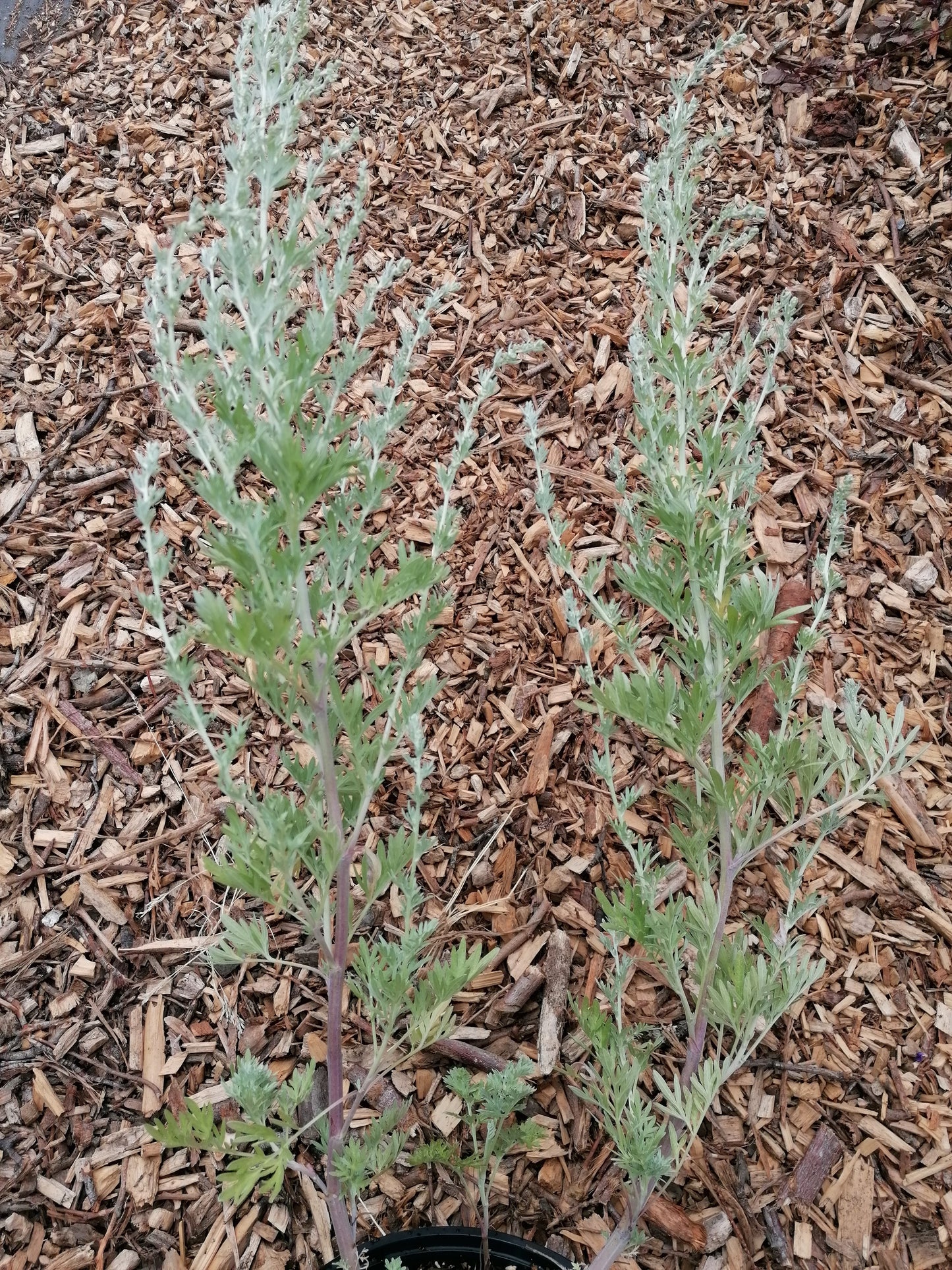 WORMWOOD Artemesia absinthium