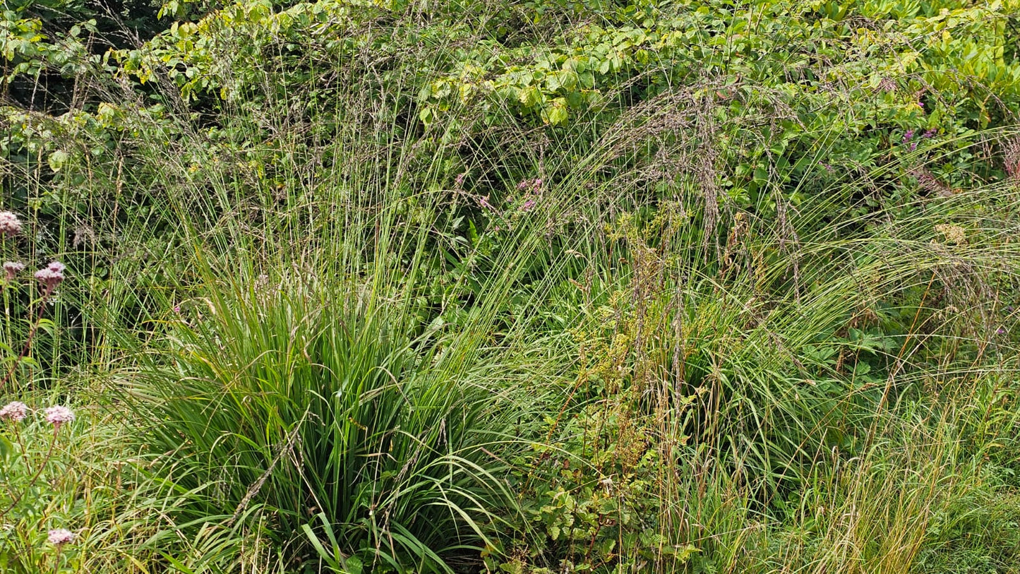 PURPLE MOOR-GRASS  Molinia caerulea