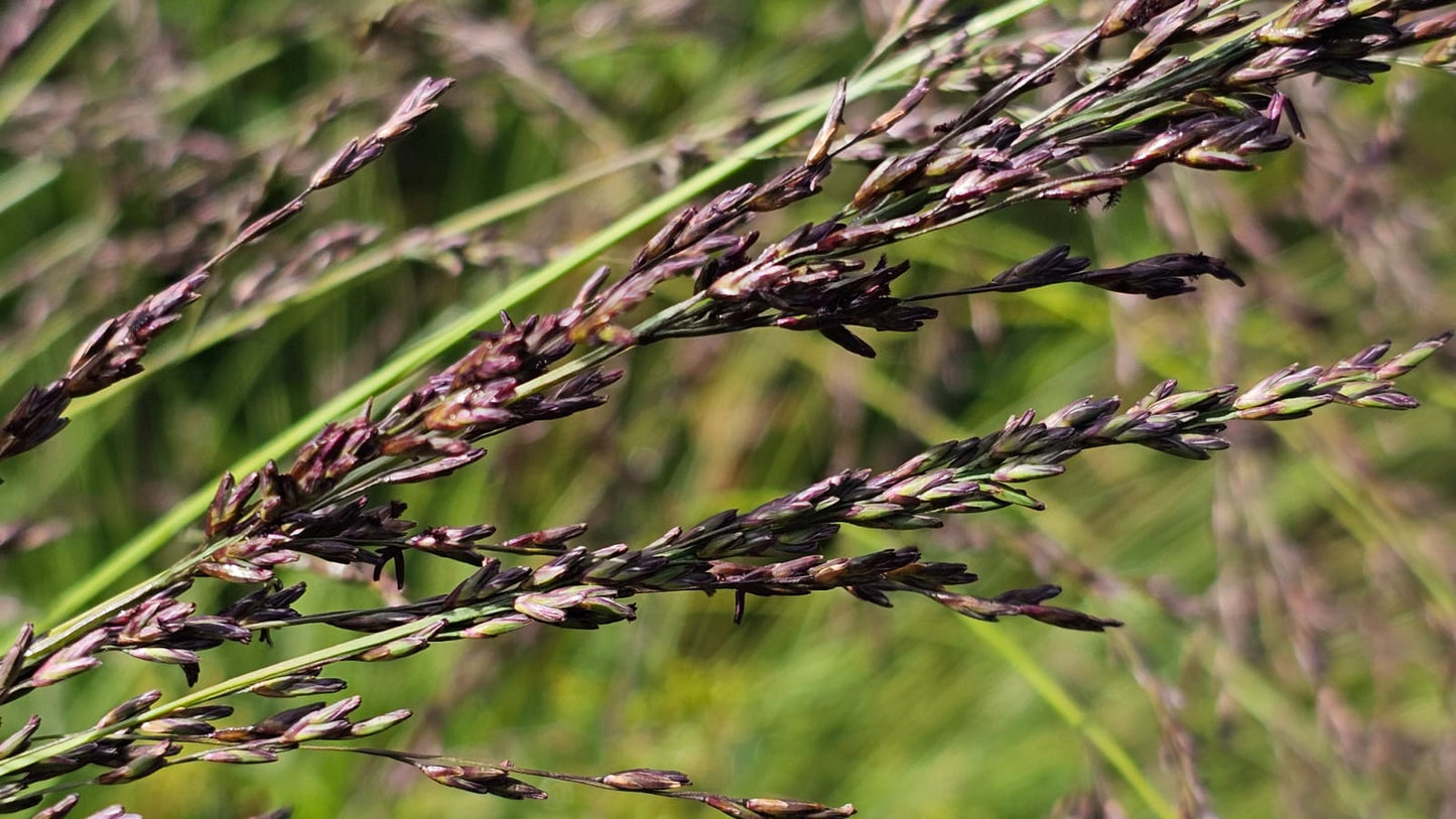 PURPLE MOOR-GRASS  Molinia caerulea