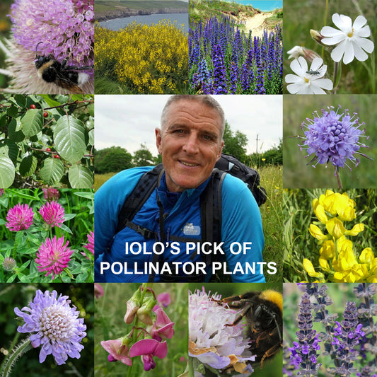 Iolo's Pollinator Pack