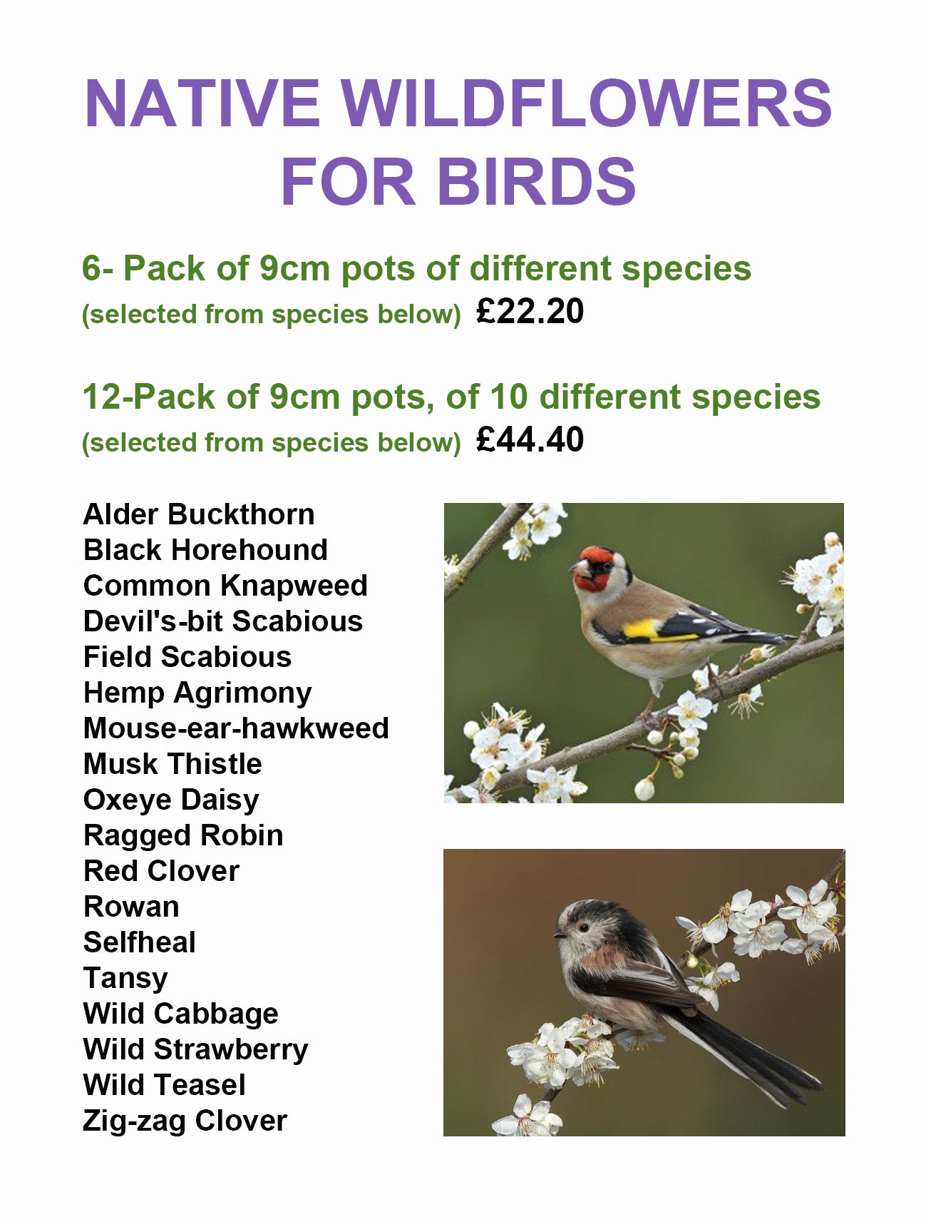 Iolo's Plants for Attracting Birds