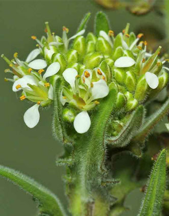SMITH'S PEPPERWORT Lepidium heterophyllum