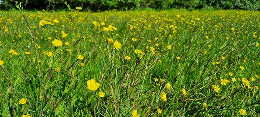 LESSER SPEARWORT  Ranunculus flammula L.
