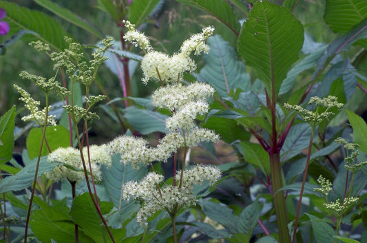 MEADOWSWEET  Filipendula ulmaria
