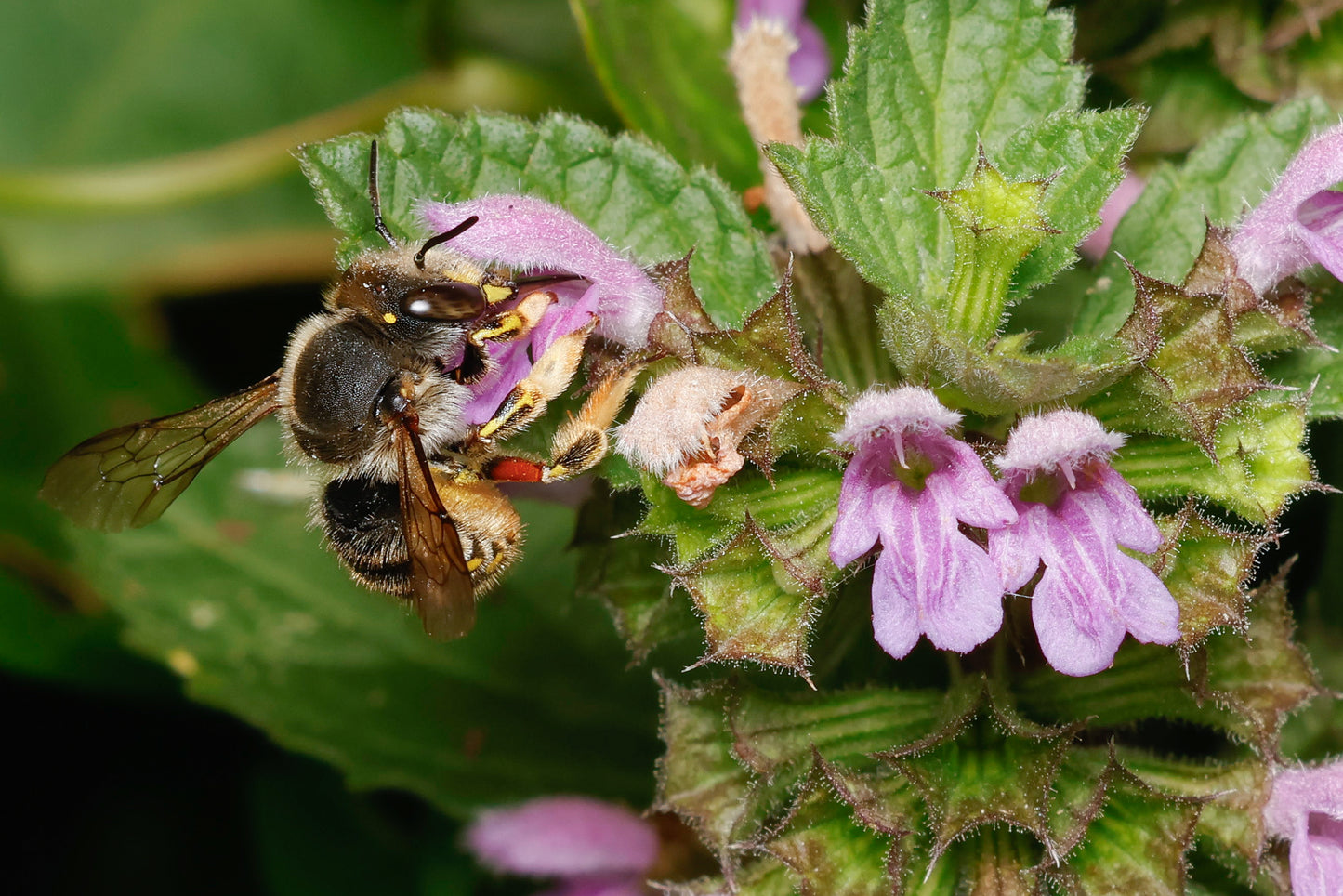 BLACK HOREHOUND  Ballota nigra