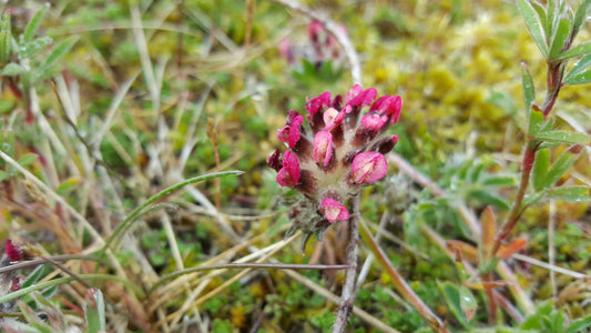 KIDNEY VETCH (Pink form, Anglesey)