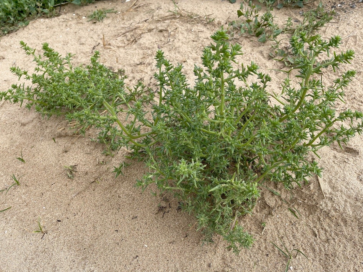 PRICKLY SALTWORT  Salsoli kali