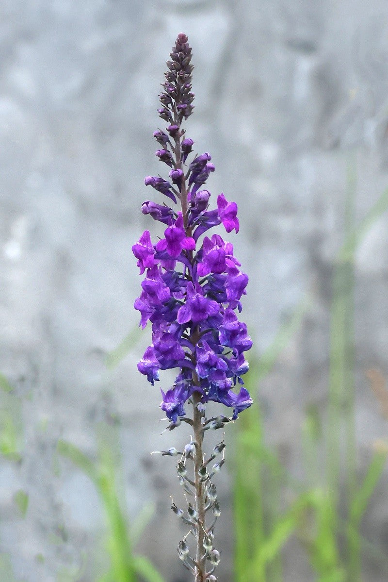 PURPLE TOADFLAX Linaria purpurea – Celtic Wildflowers