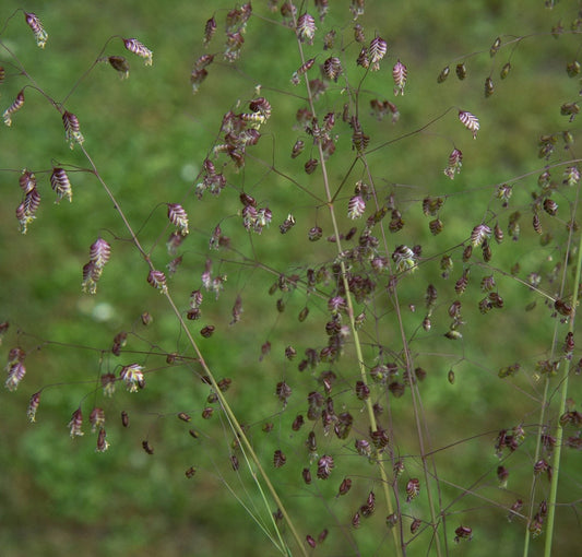 QUAKING GRASS Briza media