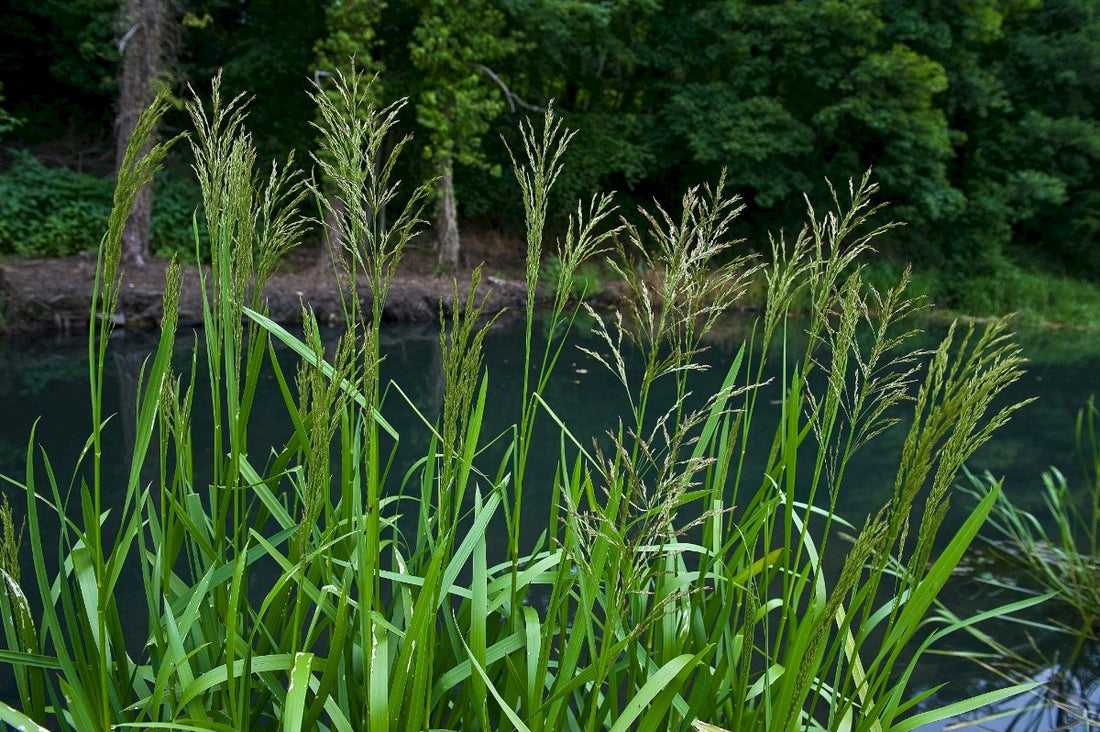 REED SWEET-GRASS Glyceria maxima (Hartm.) Holmb. – Celtic Wildflowers