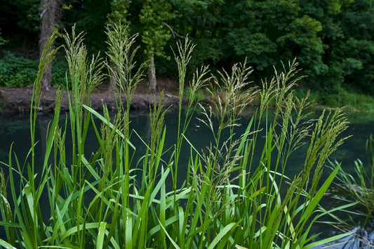 REED SWEET-GRASS  Glyceria maxima (Hartm.) Holmb.