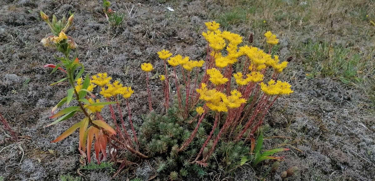 REFLEXED STONECROP  Petrosedum (Sedum) rupestre