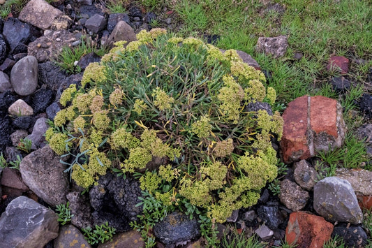 ROCK SAMPHIRE  Crithmum maritimum