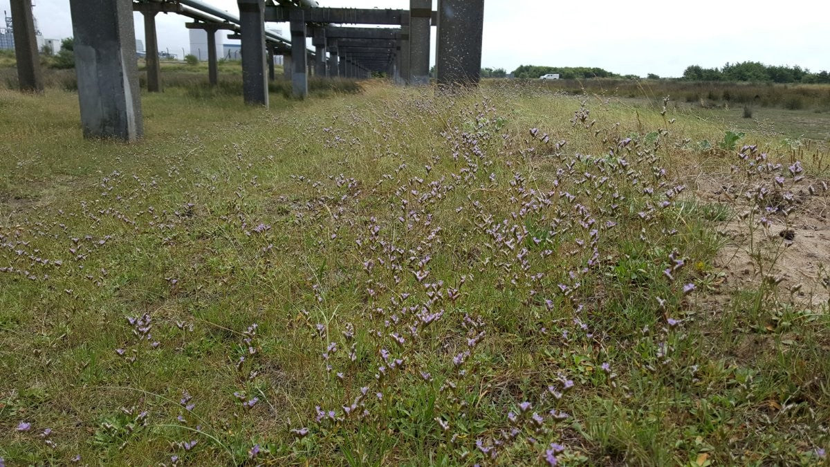 ROCK SEA-LAVENDER  Limonium binervosum