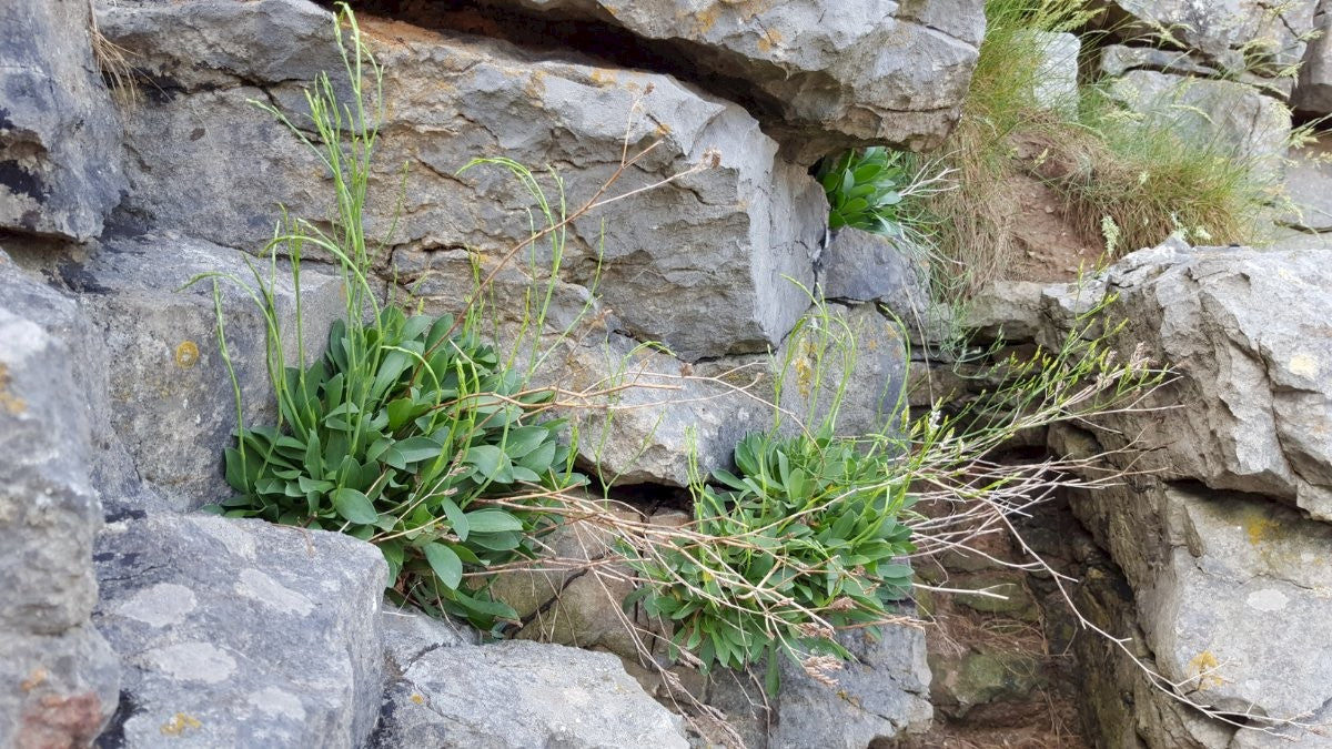 ROCK SEA-LAVENDER  Limonium binervosum