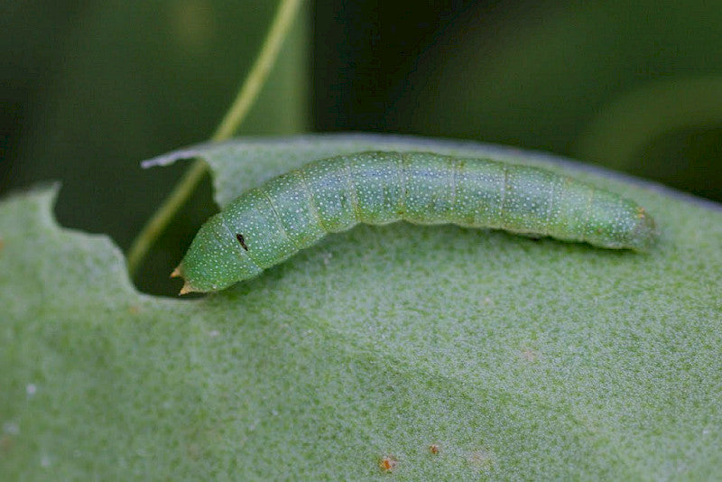 ROCK SEA-LAVENDER  Limonium procerum subsp. procerum