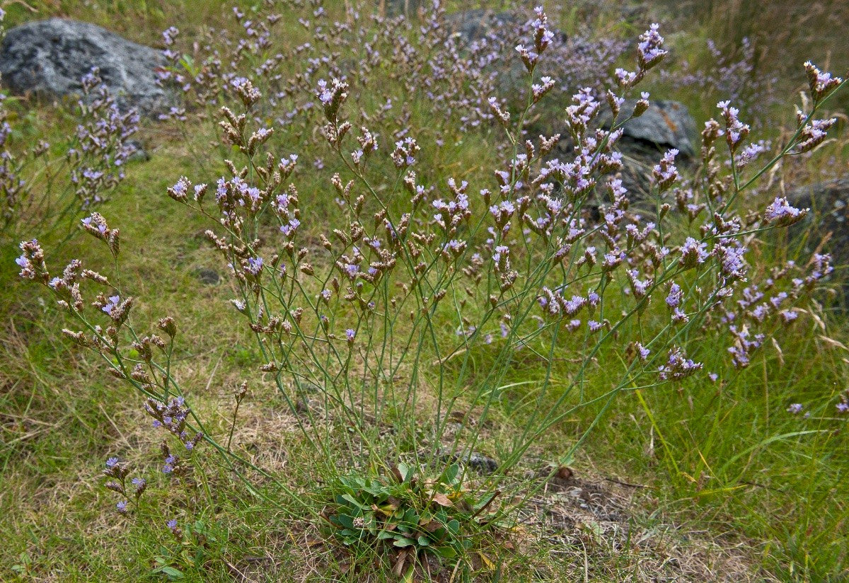 ROCK SEA-LAVENDER  Limonium procerum subsp. procerum