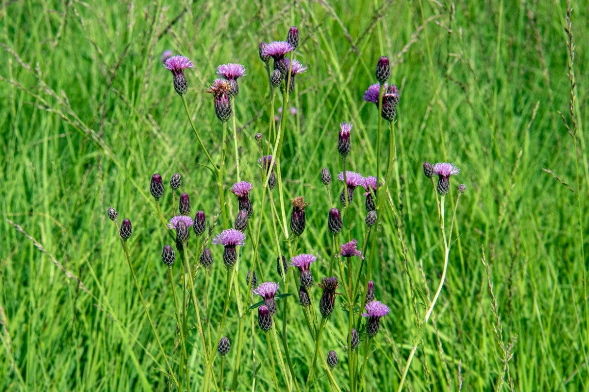 SAW-WORT Serratula tinctoria – Celtic Wildflowers