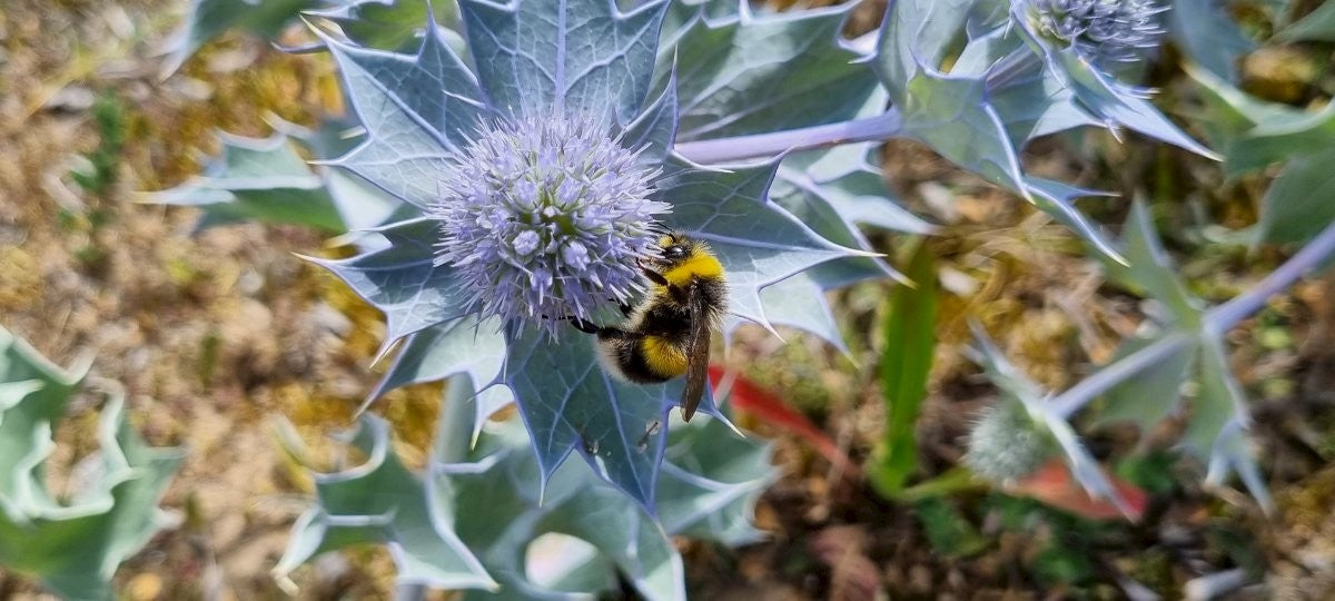 SEA HOLLY  Eryngium maritimum