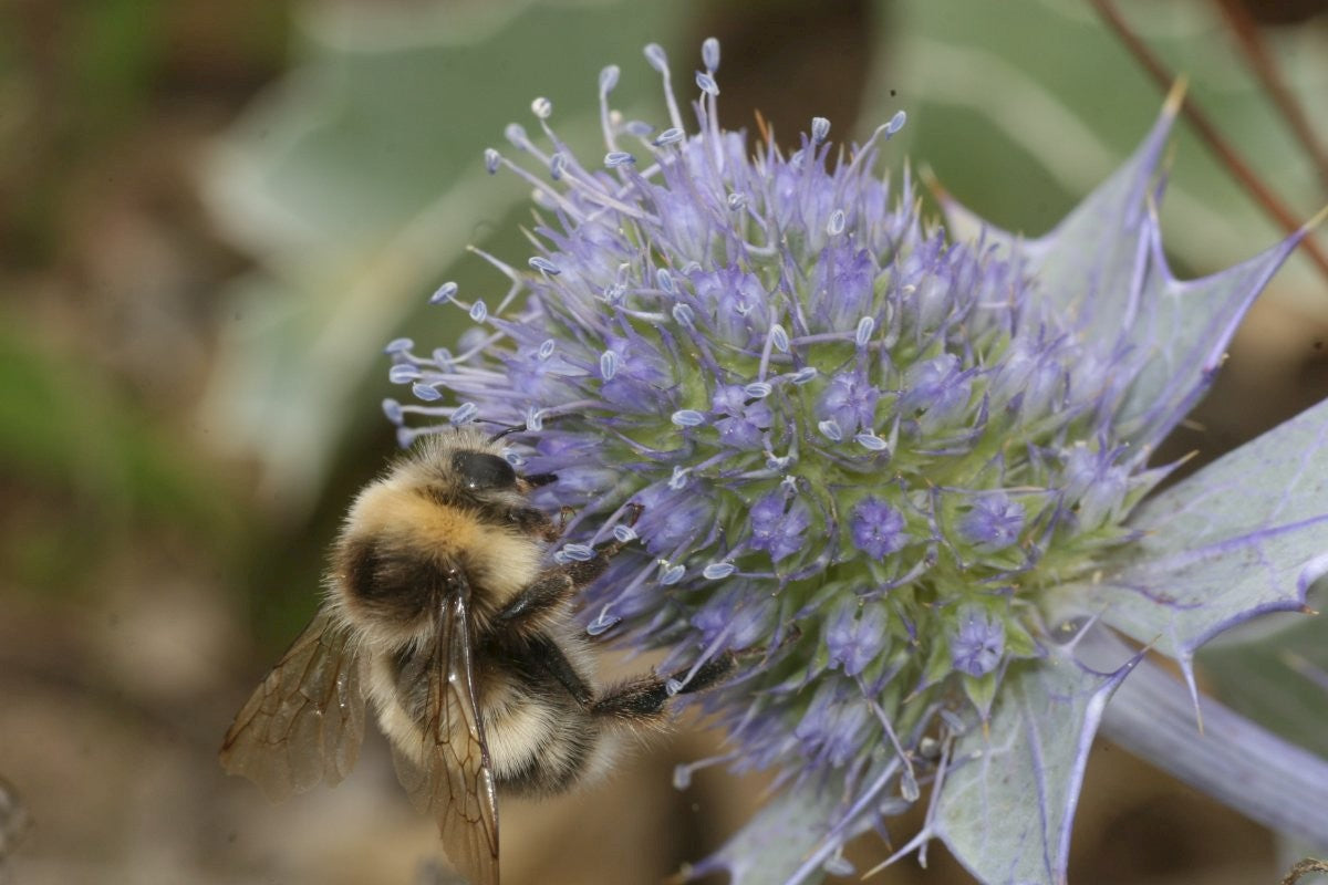 SEA HOLLY  Eryngium maritimum