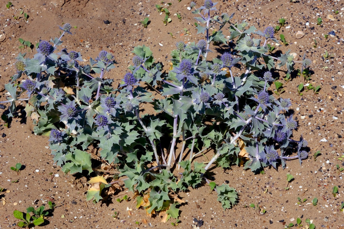 SEA HOLLY  Eryngium maritimum