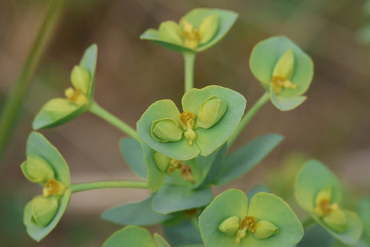 SEA SPURGE  Euphorbia paralias