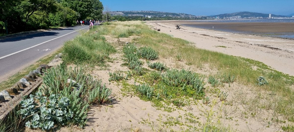 SEA SPURGE  Euphorbia paralias