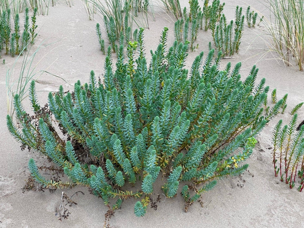 SEA SPURGE  Euphorbia paralias