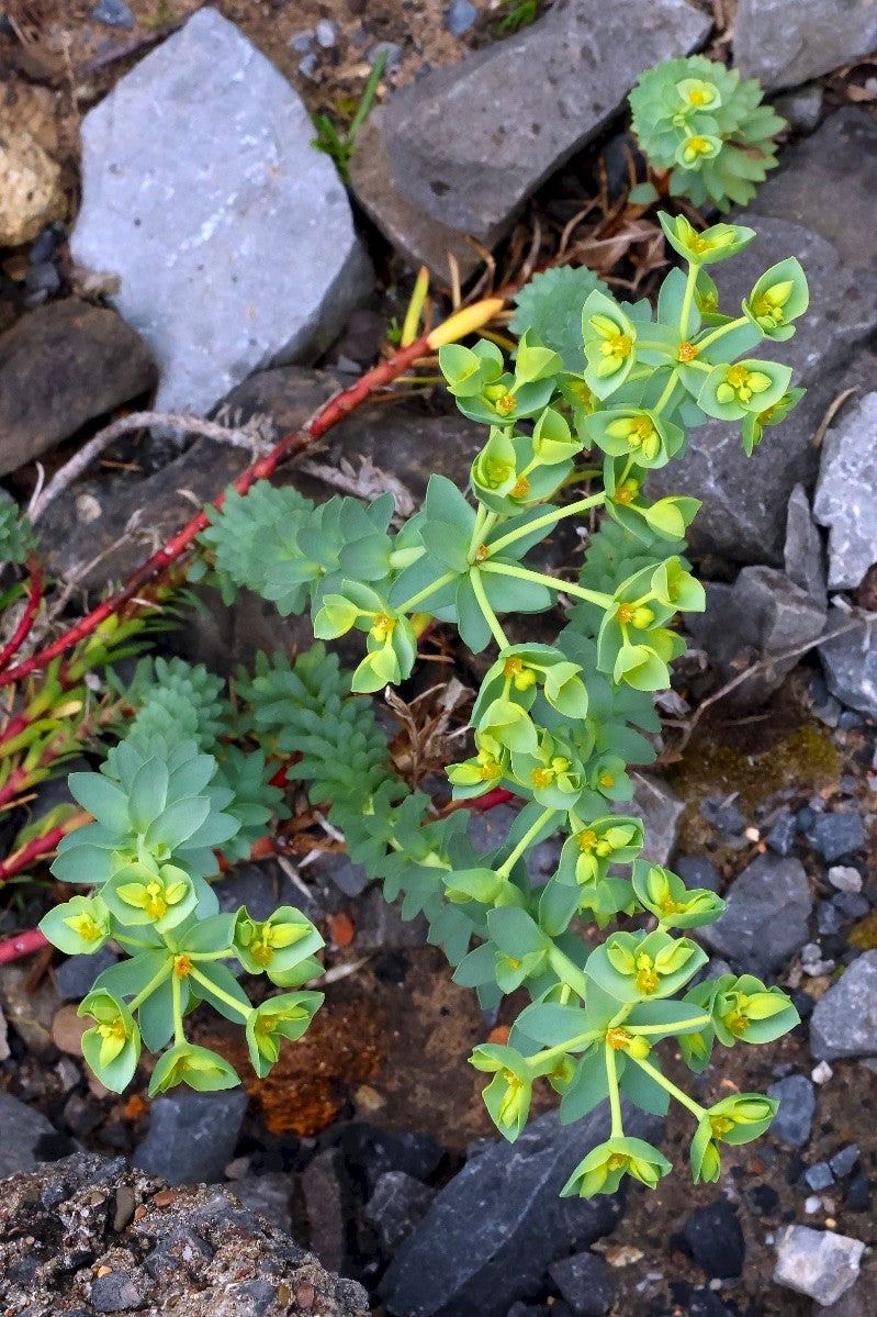SEA SPURGE  Euphorbia paralias