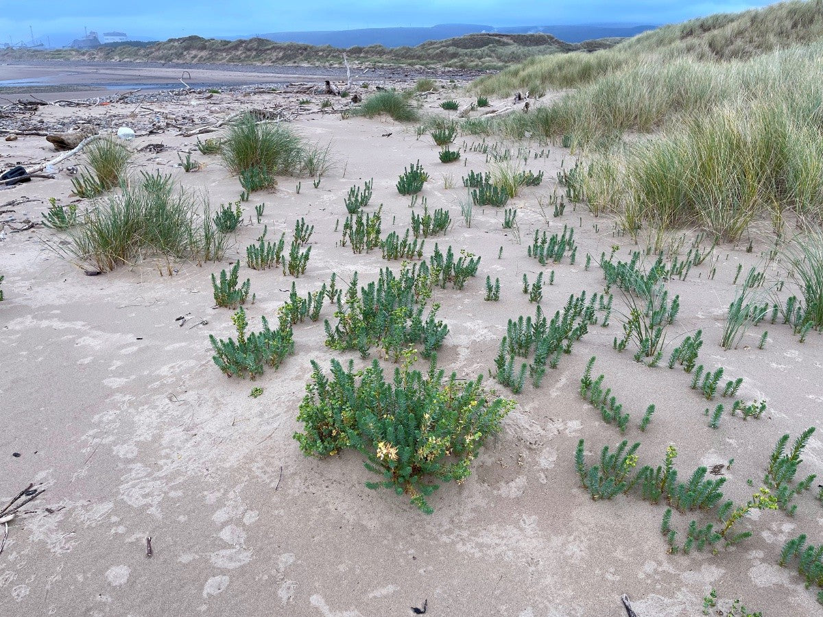 SEA SPURGE  Euphorbia paralias