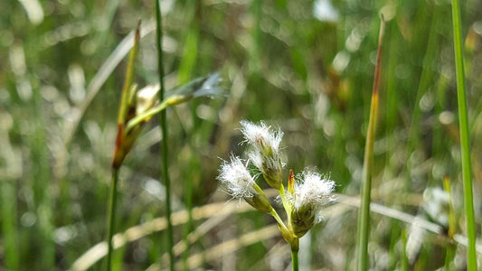 SLENDER COTTONGRASS  Eriophorum gracile