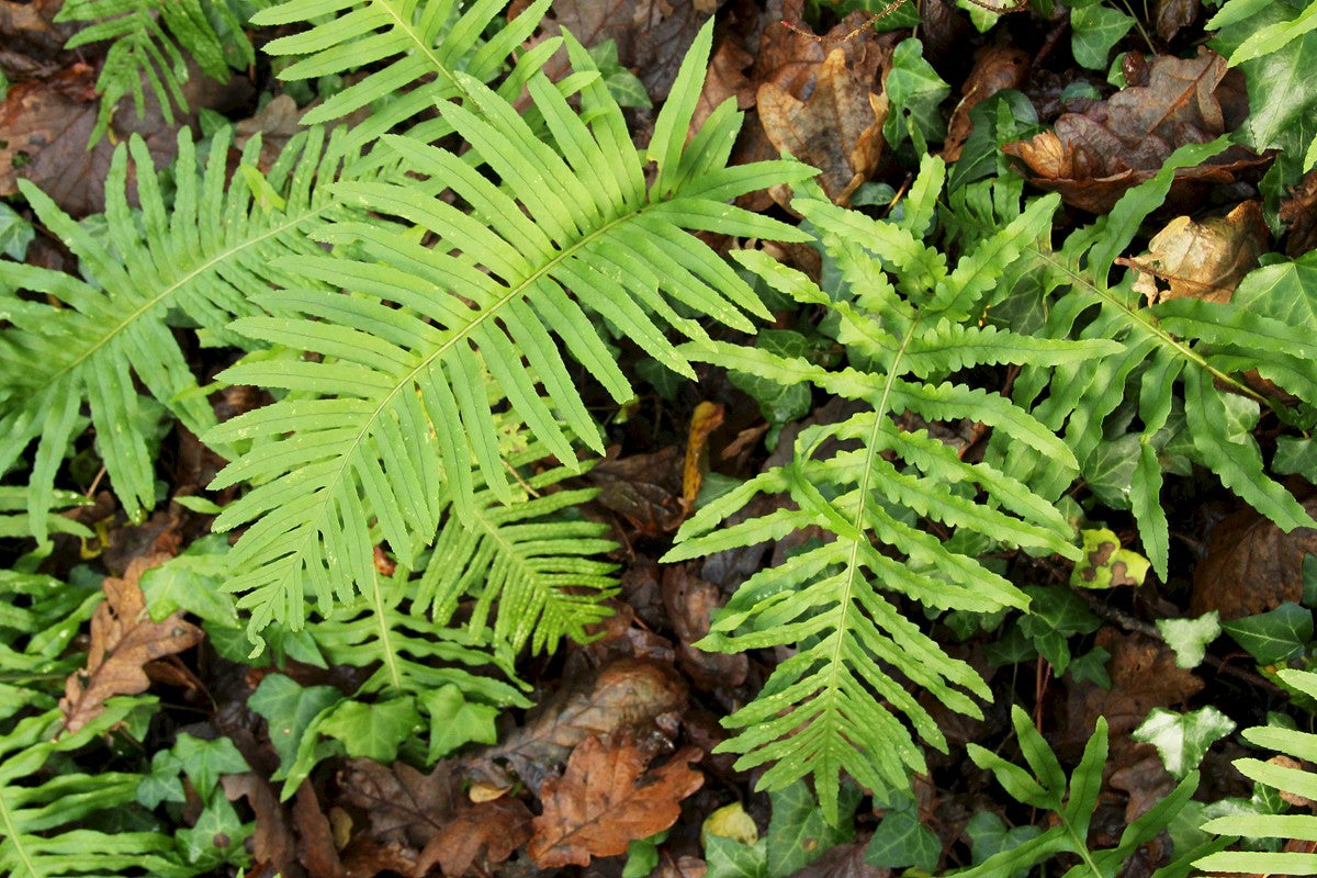 SOUTHERN POLYPODY  Polypodium cambricum