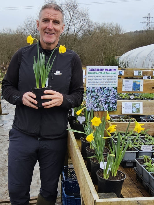 TENBY DAFFODIL  Narcissus obvallaris