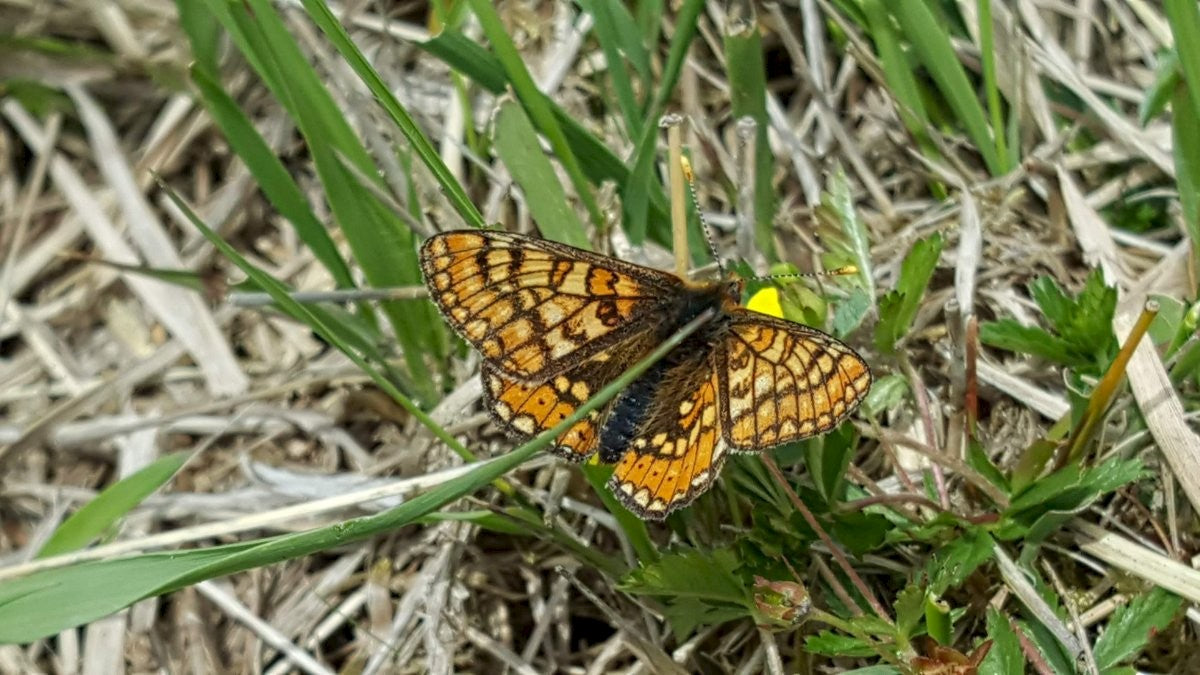 TORMENTIL  Potentilla erecta