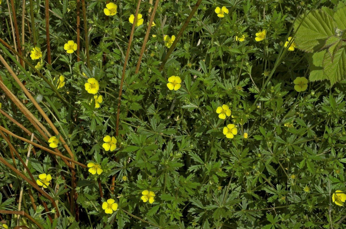 TORMENTIL  Potentilla erecta