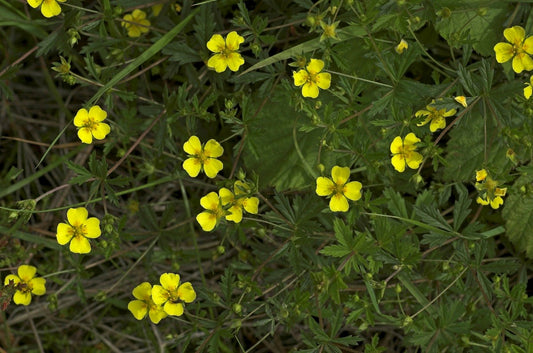 TORMENTIL  Potentilla erecta