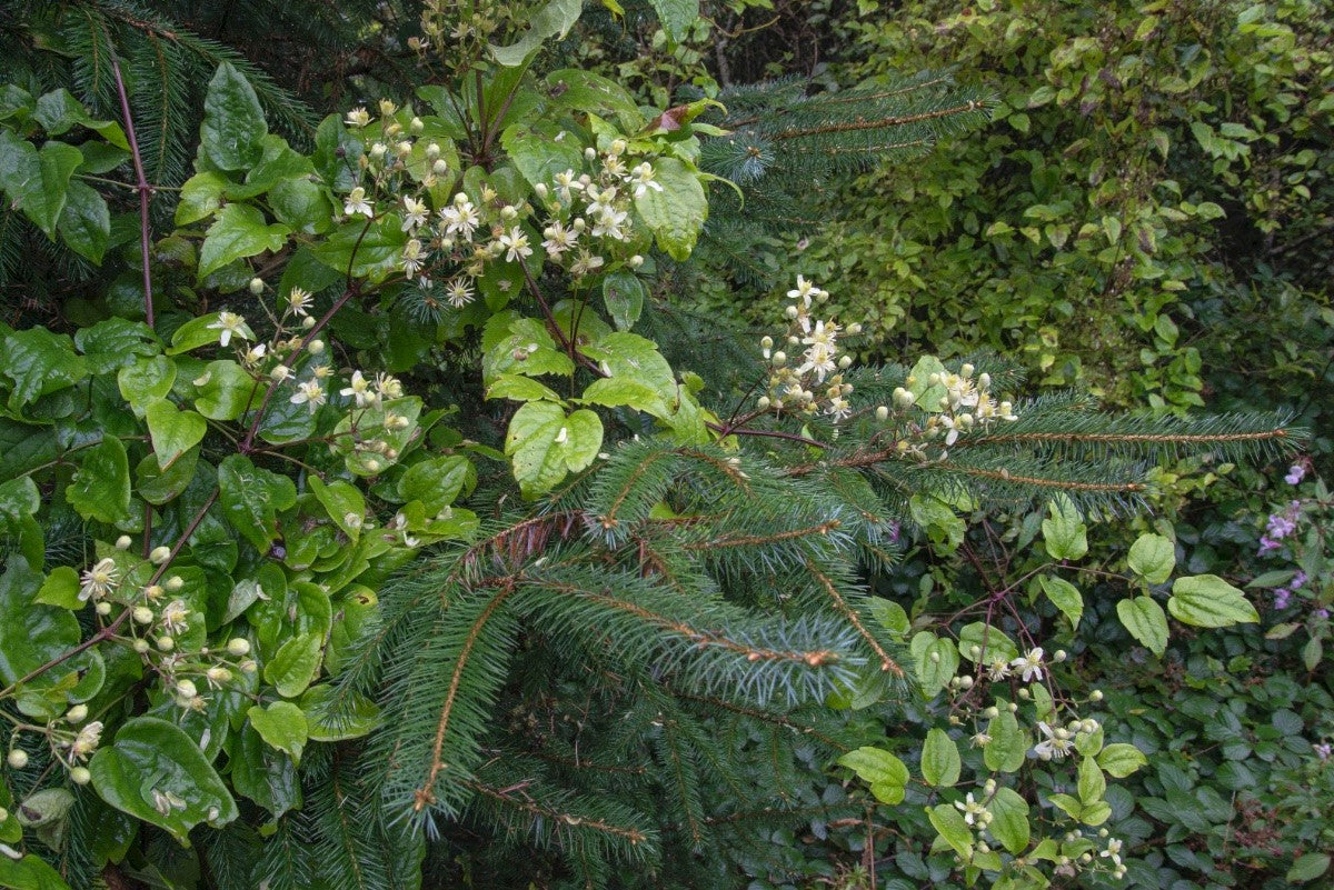 TRAVELLER'S JOY  Clematis vitalba