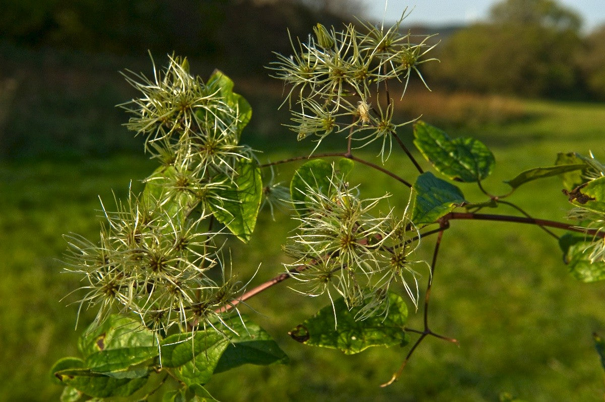 TRAVELLER'S JOY  Clematis vitalba