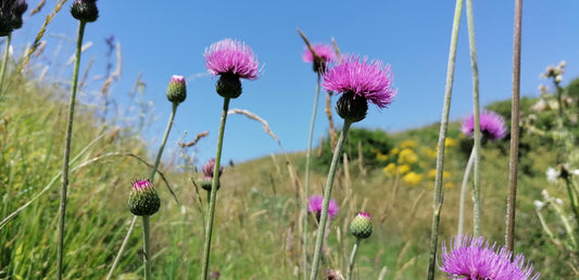 TUBEROUS THISTLE  Cirsium tuberosum