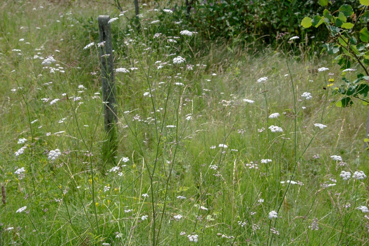 UPRIGHT HEDGE PARSLEY  Torilis japonica