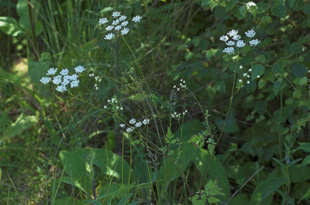 UPRIGHT HEDGE PARSLEY  Torilis japonica